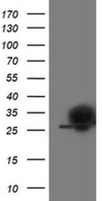 PGAM2 Antibody in Western Blot (WB)