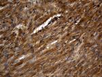 PGAM4 Antibody in Immunohistochemistry (Paraffin) (IHC (P))