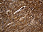 PGAM4 Antibody in Immunohistochemistry (Paraffin) (IHC (P))