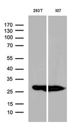 PGAM4 Antibody in Western Blot (WB)