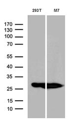 PGAM4 Antibody in Western Blot (WB)