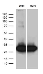 PGAM4 Antibody in Western Blot (WB)