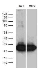 PGAM4 Antibody in Western Blot (WB)