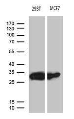 PGAM4 Antibody in Western Blot (WB)