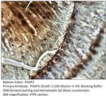 PGAP3 Polyclonal Antibody