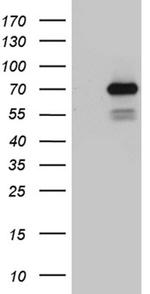 PGBD3 Antibody in Western Blot (WB)