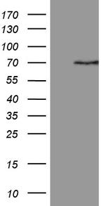 PGBD3 Antibody in Western Blot (WB)