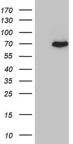 PGBD3 Antibody in Western Blot (WB)