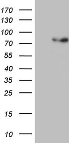 PGBD3 Antibody in Western Blot (WB)