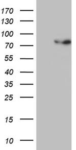 PGBD3 Antibody in Western Blot (WB)