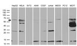 PGBD3 Antibody in Western Blot (WB)
