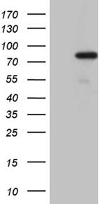 PGBD3 Antibody in Western Blot (WB)