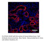 PGCA Polyclonal Antibody