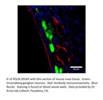 PGCB Polyclonal Antibody