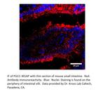 Particulate Guanylate Cyclase C Polyclonal Antibody