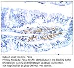 PGCD Polyclonal Antibody
