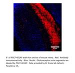 PGCF Polyclonal Antibody