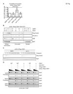 PGK1 Antibody in Western Blot (WB)