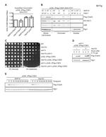 PGK1 Antibody in Western Blot (WB)
