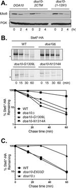 PGK1 Antibody in Western Blot (WB)