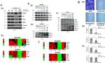 PGK1 Antibody in Western Blot (WB)