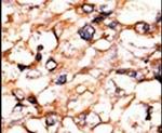 PGK2 Antibody in Immunohistochemistry (IHC)