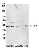PGP Polyclonal Antibody