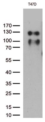 PGR Antibody in Western Blot (WB)