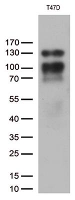 PGR Antibody in Western Blot (WB)