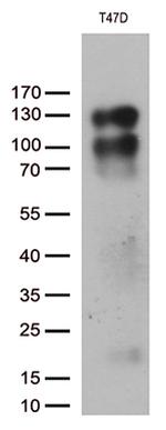 PGR Antibody in Western Blot (WB)