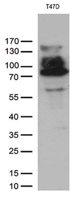 PGR Antibody in Western Blot (WB)
