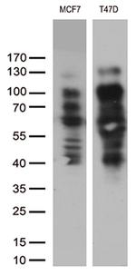 PGR Antibody in Western Blot (WB)