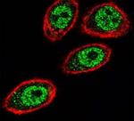 Prohibitin Antibody in Immunocytochemistry (ICC/IF)