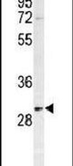 Prohibitin Antibody in Western Blot (WB)