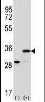 Prohibitin Antibody in Western Blot (WB)