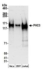 PHC3 Antibody in Western Blot (WB)