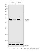 Human TNF-alpha Protein in Bioactivity (Bioactivity)