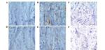 PHD3 Antibody in Immunohistochemistry (Paraffin) (IHC (P))