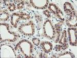 PHF21B Antibody in Immunohistochemistry (Paraffin) (IHC (P))