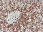 PHF21B Antibody in Immunohistochemistry (Paraffin) (IHC (P))