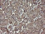 PHF7 Antibody in Immunohistochemistry (Paraffin) (IHC (P))