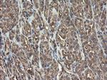 PHF7 Antibody in Immunohistochemistry (Paraffin) (IHC (P))