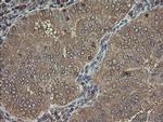 PHF7 Antibody in Immunohistochemistry (Paraffin) (IHC (P))