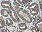PHF7 Antibody in Immunohistochemistry (Paraffin) (IHC (P))