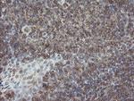 PHF7 Antibody in Immunohistochemistry (Paraffin) (IHC (P))