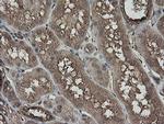 PHF7 Antibody in Immunohistochemistry (Paraffin) (IHC (P))