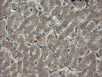 PHF7 Antibody in Immunohistochemistry (Paraffin) (IHC (P))