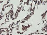 PHF7 Antibody in Immunohistochemistry (Paraffin) (IHC (P))