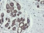 PHF7 Antibody in Immunohistochemistry (Paraffin) (IHC (P))