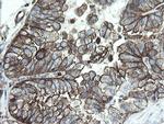 PHF7 Antibody in Immunohistochemistry (Paraffin) (IHC (P))